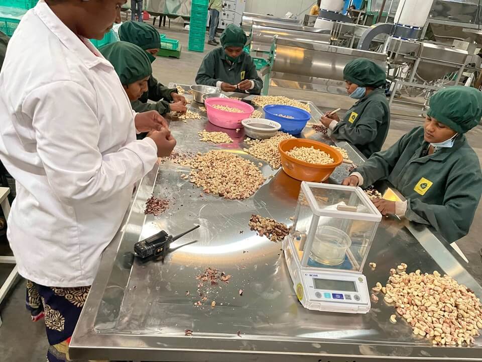 The Challenges of Manual Cashew Sorting